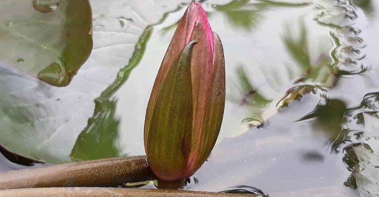 ইসির প্রতীক তালিকায় ‘শাপলা কলি’, গেজেট প্রকাশ